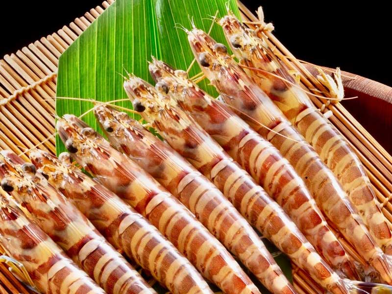 鳴門の活〆車海老 The Ebi