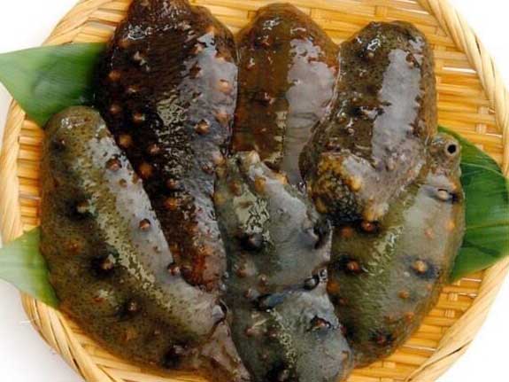 鳴門のナマコ 海鼠 The Namako